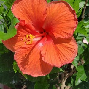 Meet your Posher, Josie